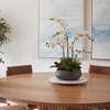 Orchid With Succulents Pot 24in - Plants - 2