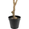 Tree Eucalyptus Grower 7ft - Plants - 4