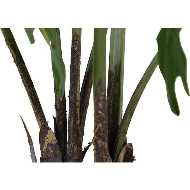 Plant Philodendron Pot 3ft - Plants - 4