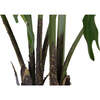 Plant Philodendron Pot 3ft - Plants - 4
