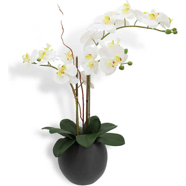 Orchid Phale 2 Stem Pot, White 25in