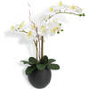Orchid Phale 2 Stem Pot, White 25in - Plants - 1 - thumbnail