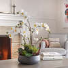 Orchid With Succulents Pot 24in - Plants - 3