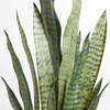Plant Snake Pot 40in - Plants - 4