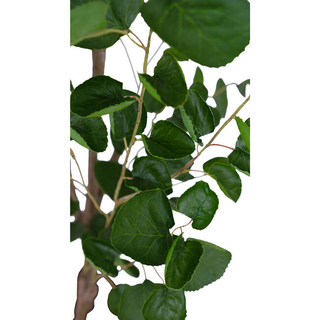 Tree Eucalpytus Pot 4ft - Plants - 4