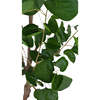 Tree Eucalpytus Pot 4ft - Plants - 4