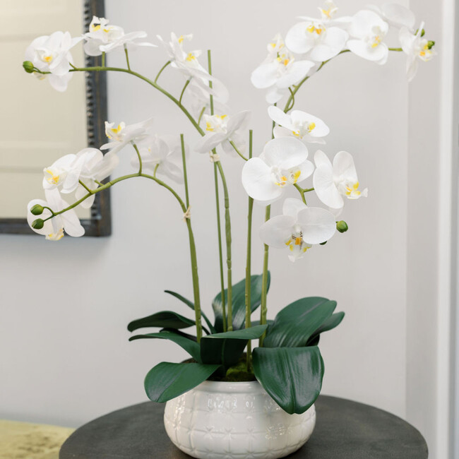 Orchid Phale 4 Stem Pot, White 23in - Plants - 4