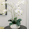 Orchid Phale 4 Stem Pot, White 23in - Plants - 4