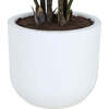 Plant Philodendron Pot 3ft - Plants - 5