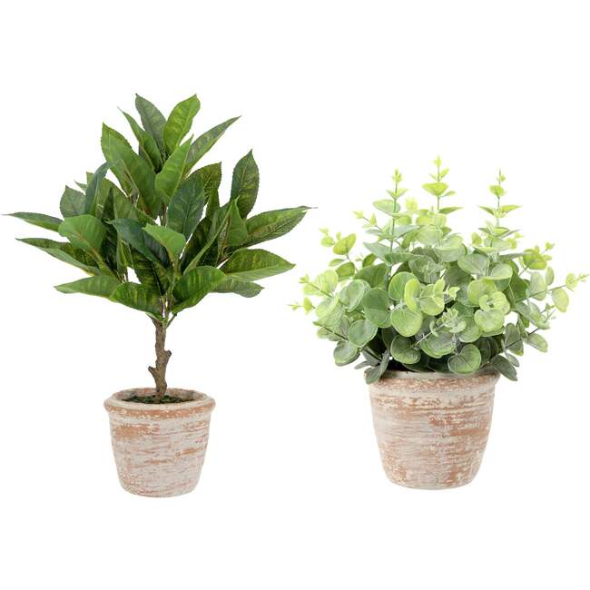 Plant 2PK Pot Eucalyptus 10in & Citrus 16in
