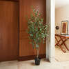 Tree Eucalyptus Grower 7ft - Plants - 5