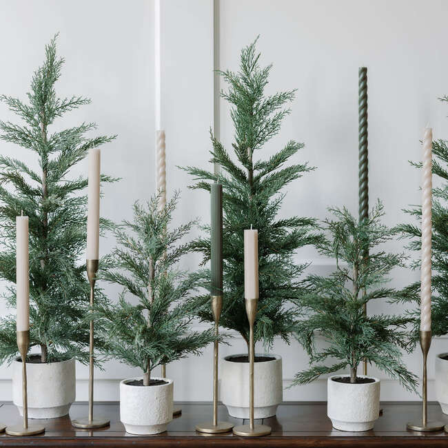 Tree Cedar Pot 3ft - Plants - 5