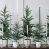 Tree Cedar Pot 3ft - Plants - 5