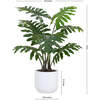 Plant Philodendron Pot 3ft - Plants - 6