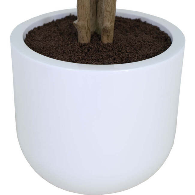 Tree Eucalpytus Pot 4ft - Plants - 5