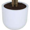Tree Eucalpytus Pot 4ft - Plants - 5