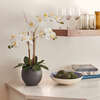 Orchid Phale 2 Stem Pot, White 25in - Plants - 2