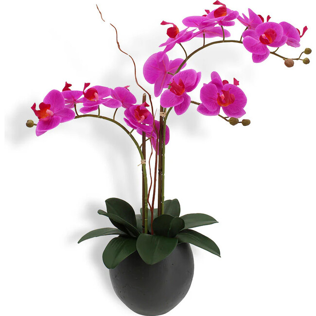 Orchid Phale 2 Stem Pot, Pink 25in