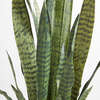Plant Snake Pot 40in - Plants - 5