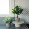 Plant 2PK Pot Eucalyptus 10in & Citrus 16in - Plants - 2
