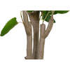 Tree Eucalpytus Pot 4ft - Plants - 6