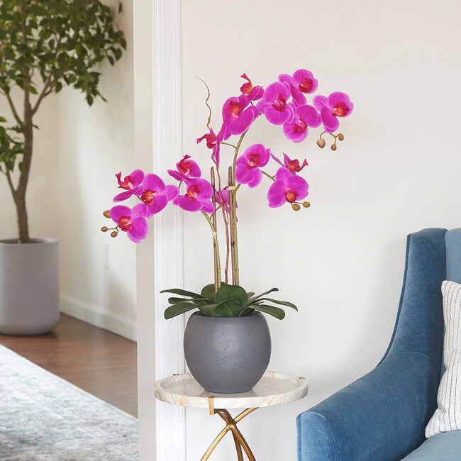 Orchid Phale 2 Stem Pot, Pink 25in - Plants - 2