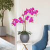 Orchid Phale 2 Stem Pot, Pink 25in - Plants - 2