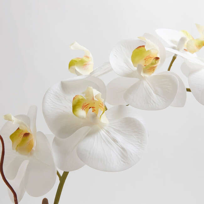 Orchid Phale 2 Stem Pot, White 25in - Plants - 3