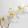 Orchid Phale 2 Stem Pot, White 25in - Plants - 3