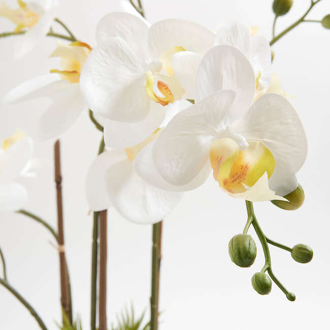 Orchid With Succulents Pot 24in - Plants - 6