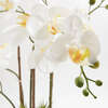 Orchid With Succulents Pot 24in - Plants - 6