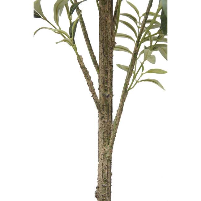 Tree Olive Slim Grower 7ft - Plants - 4