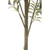 Tree Olive Slim Grower 7ft - Plants - 4