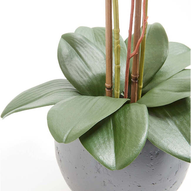 Orchid Phale 2 Stem Pot, White 25in - Plants - 4
