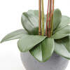Orchid Phale 2 Stem Pot, White 25in - Plants - 4