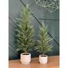 Tree Cedar Pot 3ft - Plants - 6