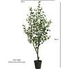 Tree Eucalyptus Grower 7ft - Plants - 6
