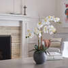 Orchid Phale 2 Stem Pot, White 25in - Plants - 5