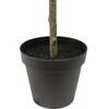 Tree Olive Slim Grower 7ft - Plants - 5
