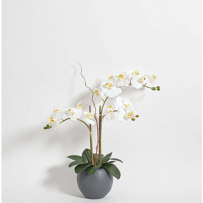 Orchid Phale 2 Stem Pot, White 25in - Plants - 6