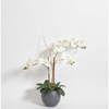 Orchid Phale 2 Stem Pot, White 25in - Plants - 6