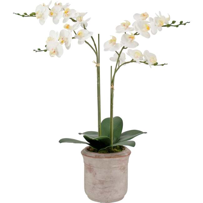 Orchid Phale 2 Stem Pot, White 24in