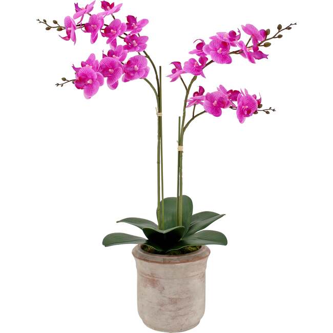 Orchid Phale 2 Stem Pot, Pink 24in