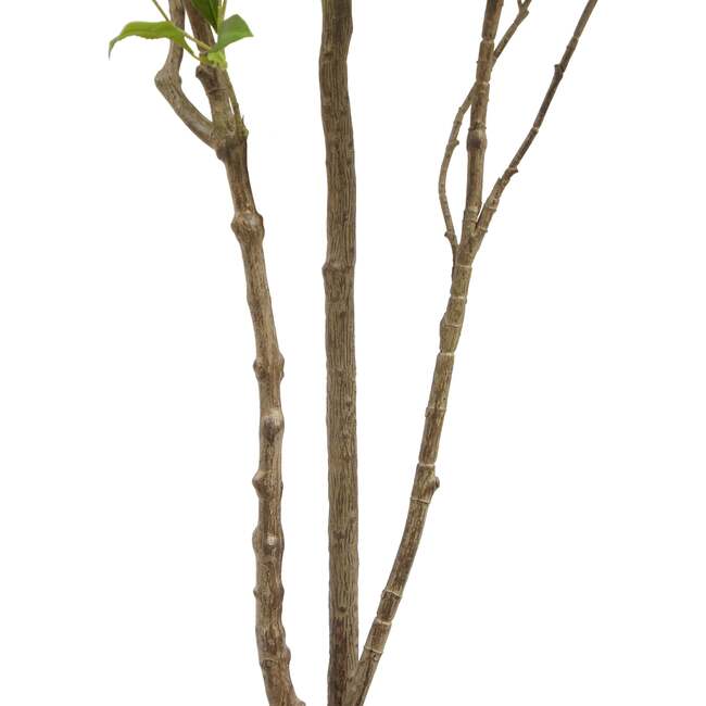 Tree Laurel Grower 7ft - Plants - 5