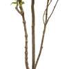 Tree Laurel Grower 7ft - Plants - 5