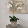 Orchid Phale 2 Stem Pot, White 24in - Plants - 2