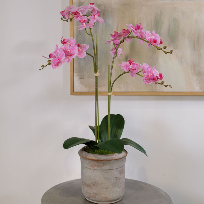 Orchid Phale 2 Stem Pot, Pink 24in - Plants - 2