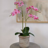 Orchid Phale 2 Stem Pot, Pink 24in - Plants - 2