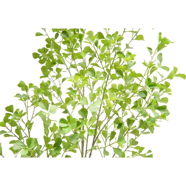 Tree Ficus Heart Grower 7ft - Plants - 3