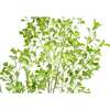 Tree Ficus Heart Grower 7ft - Plants - 3